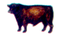 beef picture