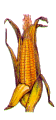 maize picture