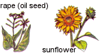 sunflower picture